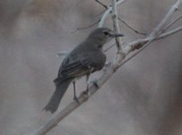 Brown-tailed Chat.jpg