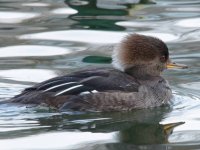 HoodedMerganser_160320_0011_800x600px.jpg