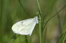 Wood White lab 1.jpg