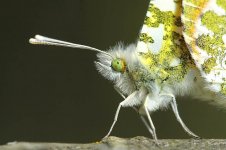 Orange Tip lab 1.jpg