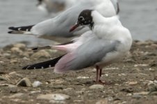 Pink-dyed Black-headed Gull.jpg