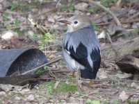 IMG_6015 Silky Starling @ Disney.JPG