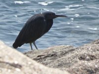 IMG_6010 Pacific Reef Egret @ Disney.JPG