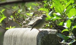 IMG_6006 Flycatcher sp. @ Disney.JPG