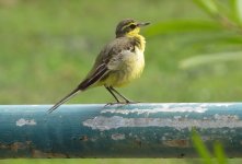 IMG_6404 Yellow Wagtail @ Pui O.JPG