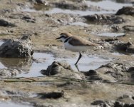 105A1318 day 2 S'Albufera, Kentish Plover.jpg