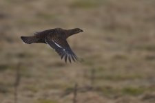 20160316 (1)_Black_Grouse (1024x683).jpg