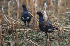 20160316 (4)_Black_Grouse (1024x683).jpg