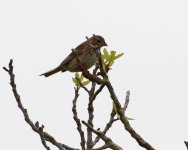 105A1704 day 3 corn bunting Maria de Salut.jpg