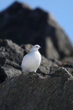 20160316 (17)_Ptarmigan (683x1024).jpg