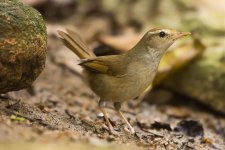 manchurian reed warbler pond lamma D7200 200-500mm 1.4x 1050mm_DSC7882.jpg