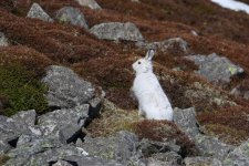 20160316 (23)_Mountain_Hare (1024x683).jpg