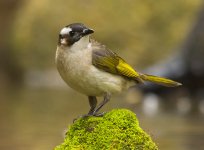 chinese bulbul pond lamma D7200 200-500mm 1.4x 900mm_DSC7927.jpg