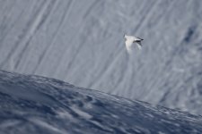 20160316 (24)_Ptarmigan (1024x683).jpg