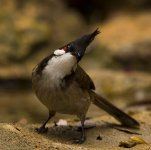 rw bulbul pond lamma D7200 200-500mm 1.4x 550mm_DSC7683.jpg