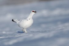 20160316 (30)_Ptarmigan (1024x683).jpg