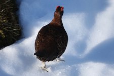 20160316 (32)_Red_Grouse (1024x683).jpg