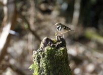 forest wagtail2.JPG