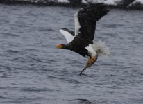 steller eagle with fish.JPG