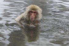 snow monkey bath.JPG