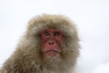 snow monkey closeup.JPG