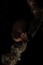 20160316 (36)_Pine_Marten (683x1024).jpg