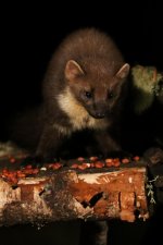 20160316 (41)_Pine_Marten (683x1024).jpg