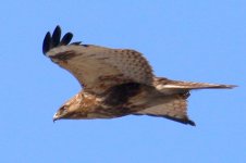 Eastern Buzzard.jpg