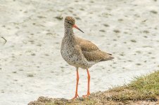 Redshank 2.jpg