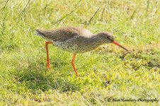 Redshank 3.jpg