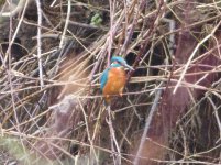 Kingfisher Male.jpg