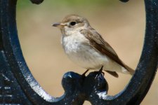 Asian Brown Flycatcher.jpg