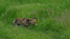 Shrikes & Jackal 047 thumb.jpg