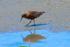 Curlew Sandpiper (1).jpg