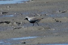 Grey Plover.jpg