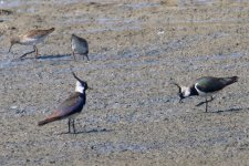 Northern Lapwing.jpg