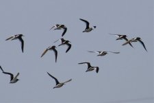 Common Redshank.jpg