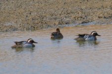 Garganey.jpg