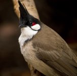 rw bulbul pond lamma GX8 stx85 TLS APO23_1070081.jpg