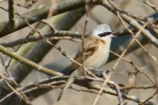 Chinese Penduline Tit.jpg