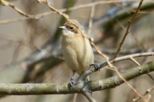 Chinese Penduline Tit (female).jpg