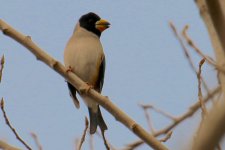 Chinese Grosbeak.jpg