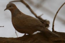 Spotted Dove.jpg