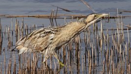 bittern2 4 March.jpg