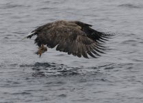 wt eagle with fish.JPG