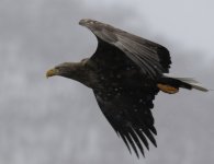 white tailed eagle in the snow.JPG