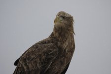 wt eagle closeup.JPG