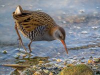 Close Water Rail 1 small.jpg