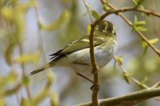 Pallas's Leaf Warbler (Showing yellow crown stripe).jpg