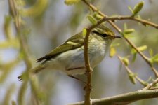 Pallas's Leaf Warbler.jpg